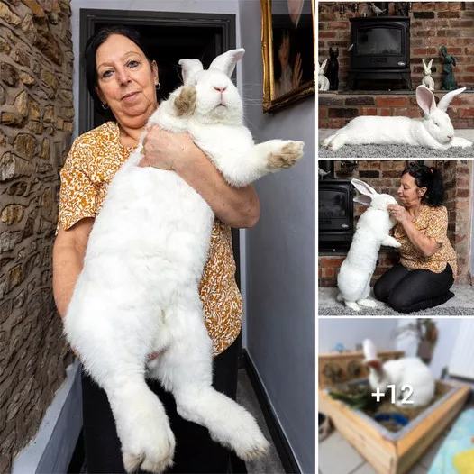 The Jestful Giant: A Bunny’s Passion for STRICTLY Come Dancing and Luxurious Living in His Own Boudoir